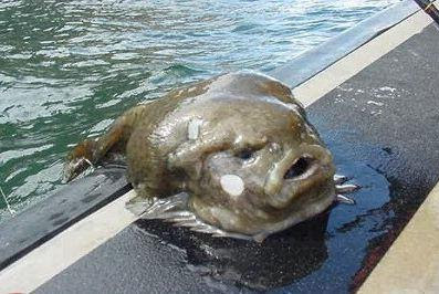 blog fish blog fish